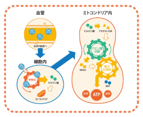 ミトコンドリア